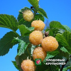 Малина "Золота осінь"