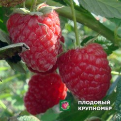 Малина "Зюгана"