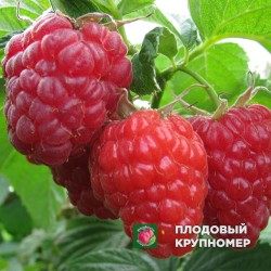 Малина "Клеопатра"