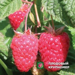 Малина "Краса Росії"