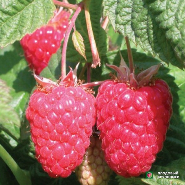 Саженцы Малина "Краса Росії"