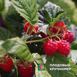 Малина "Краса Осені"