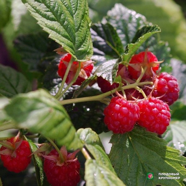 Саженцы Малина "Краса Осені"