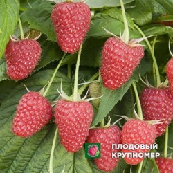 Малина "Здоровань"