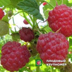 Малина "Ласунка"