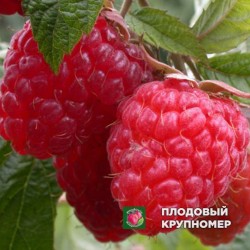 Малина "Лужанка"