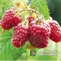 Малина "Ляшка"