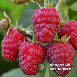 Малина "Нагорода"