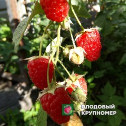 Малина "Нора"