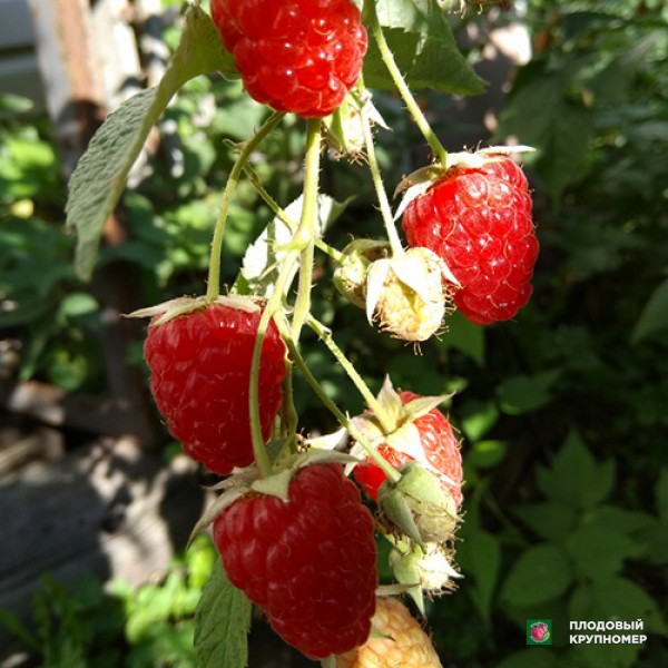 Саженцы Малина "Нора"