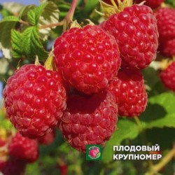 Малина "Новокитаївська"