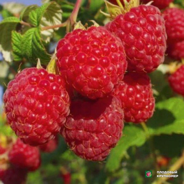 Саженцы Малина "Новокитаївська"