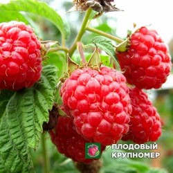 Малина "Одарка"