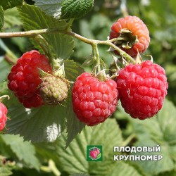 Малина "Октавія"