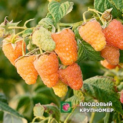 Малина "Помаранчеве диво"