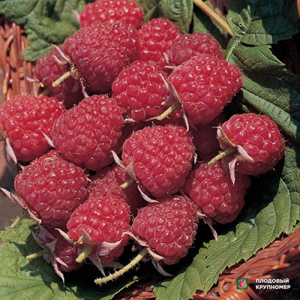 Саженцы Малина "Аутумн Блісс"