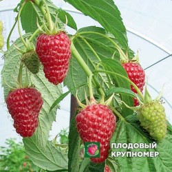 Малина "Отм Треже"