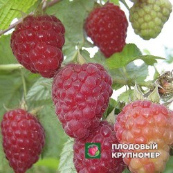 Малина "Патриція"