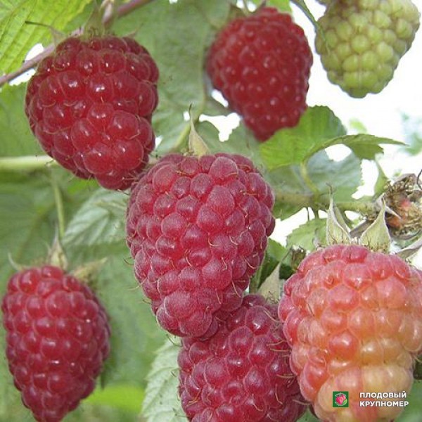 Саженцы Малина "Патриція"