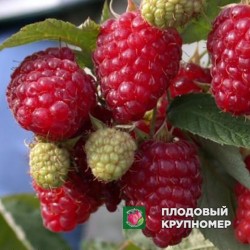 Малина "Персея"