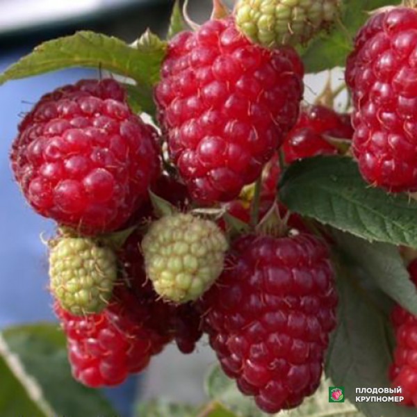 Саженцы Малина "Персея"