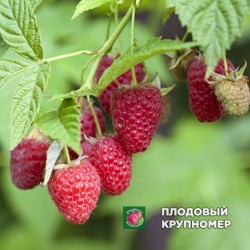 Малина "Полку"