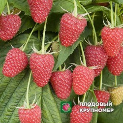 Малина "Полана"