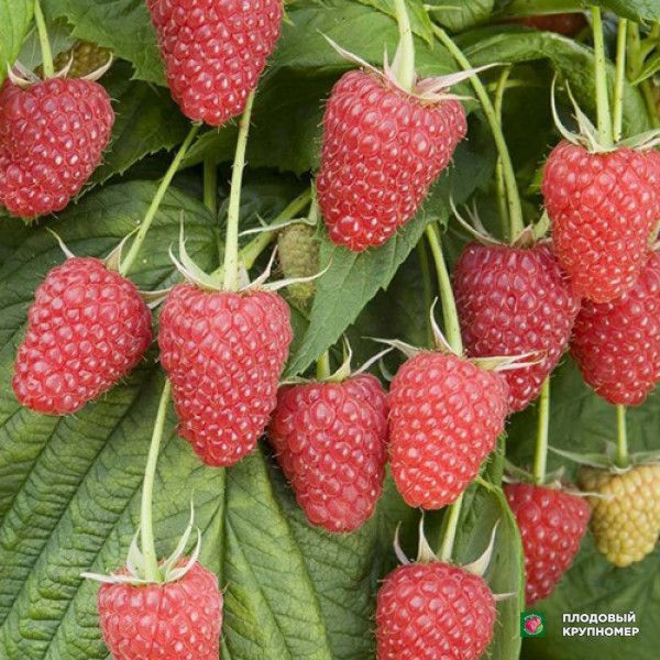 Саженцы Малина "Полана"