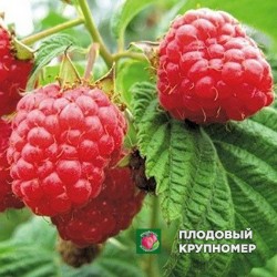 Малина "Примара"