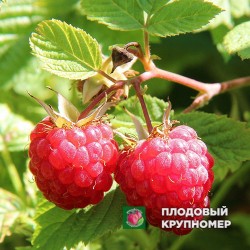 Малина "Розмарину"