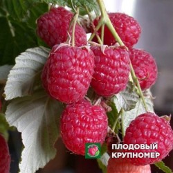 Малина "Казка"