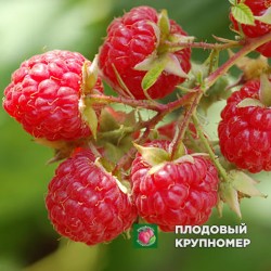 Малина "Софіївська"