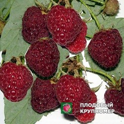 Малина "Тадмор"