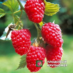 Малина "Таруса"
