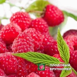 Малина "Терра"