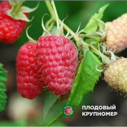 Малина "Туламин"