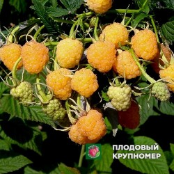 Малина "Ранкова Роса"