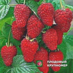 Малина "Шапка Мономаха"
