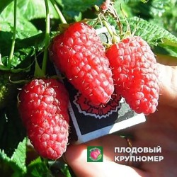 Малина "Ювілейна"