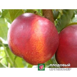 Нектарин " Фентезі"