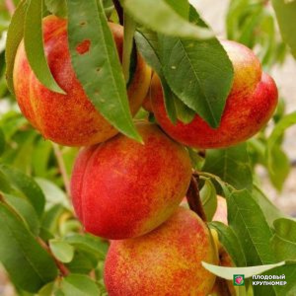 Саженцы Нектарин " Голд Сноу"