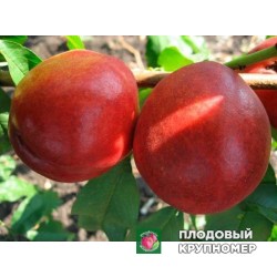 Нектарин " Харкот"