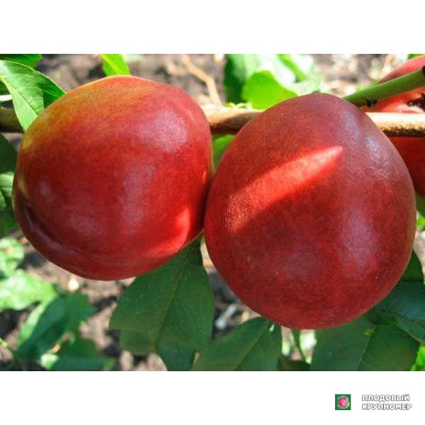 Саженцы Нектарин " Харкот"