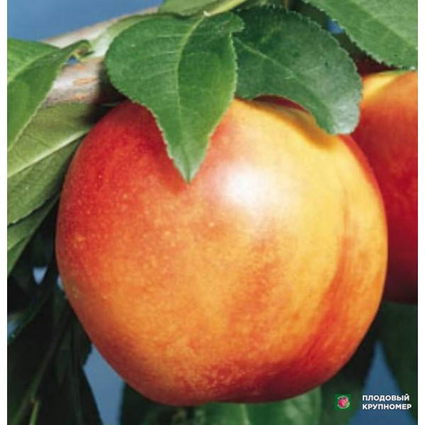 Саженцы Нектарин " Смарагдовий"