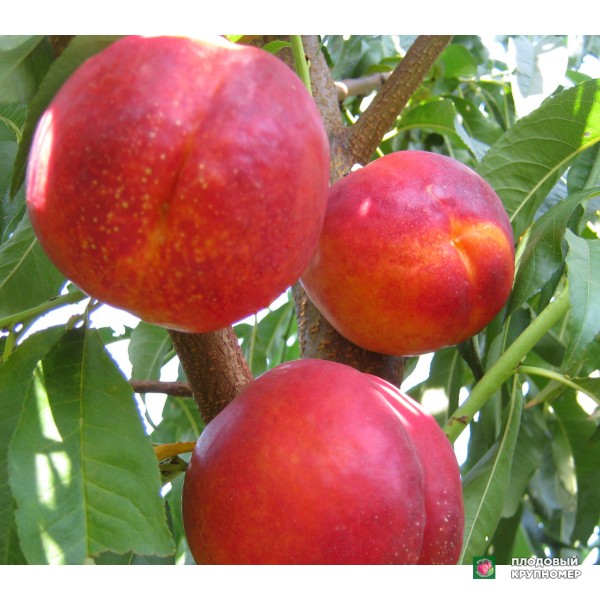 Саженцы Нектарин " Кримсон Голд"