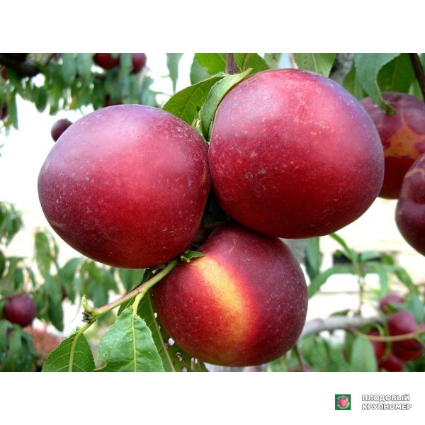 Саженцы Нектарин " Нікітський"