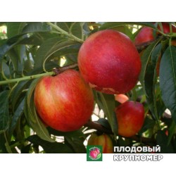 Нектарин " Спокуса"