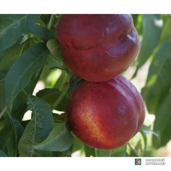 Саженцы Нектарин " Світ Леді"