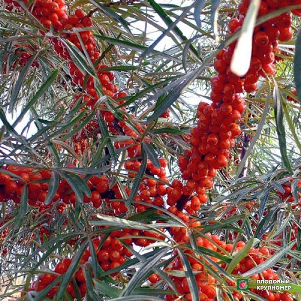 Саженцы Обліпиха "Червоноплідна"