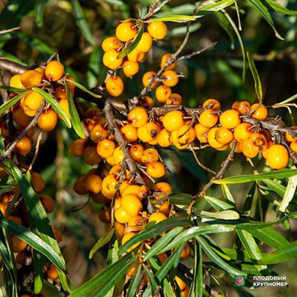 Саженцы Обліпиха "Крушиноподібна"